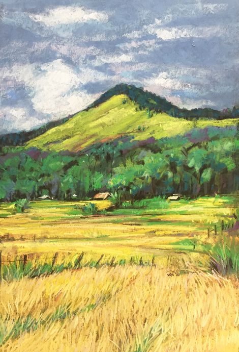 Golden field (in Kontum)