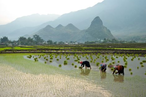 Cấy lúa